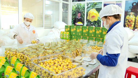 X&acirc;y dựng nh&atilde;n hiệu chứng nhận Tr&agrave; hoa v&agrave;ng C&uacute;c Phương