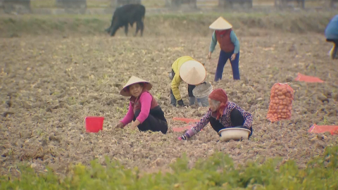 Hiệu quả từ m&ocirc; h&igrave;nh li&ecirc;n kết sản xuất khoai t&acirc;y ở Kh&aacute;nh Dương
