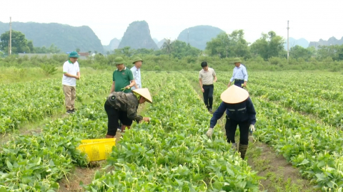 Hiệu quả kinh tế từ m&ocirc; h&igrave;nh th&iacute;ch ứng biến đổi kh&iacute; hậu