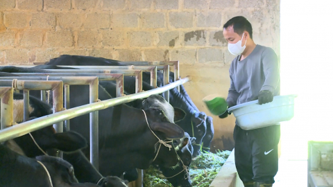 Nam Xang ph&aacute;t triển chăn nu&ocirc;i theo hướng VIETGAP