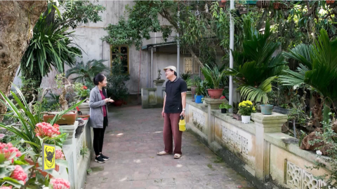 Kỹ thuật trồng hoa c&uacute;c trắng - phần 1