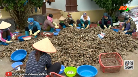 Kim Đ&ocirc;ng ph&aacute;t triển nghề sản xuất h&agrave;u giống
