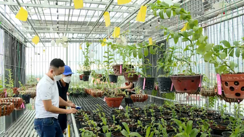 Thanh ni&ecirc;n Nho Quan ph&aacute;t triển kinh tế từ trồng hoa Lan