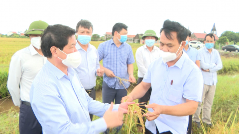 Thứ trưởng Bộ NN&PTNT kiểm tra m&ocirc; h&igrave;nh l&uacute;a chất lượng cao