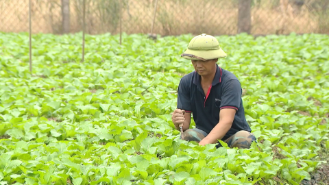Sản xuất n&ocirc;ng nghiệp gắn với bảo vệ m&ocirc;i trường