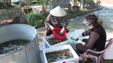 X&acirc;y dựng thương hiệu n&ocirc;ng sản Ninh B&igrave;nh