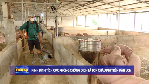 Ninh B&igrave;nh t&iacute;ch cực ph&ograve;ng chống dịch tả lợn Ch&acirc;u Phi tr&ecirc;n đ&agrave;n lợn