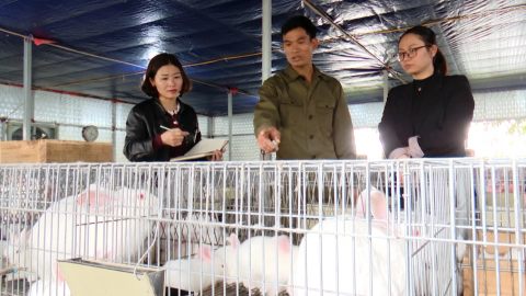 Ứng dụng khoa học kỹ thuật trong chăn nu&ocirc;i thỏ New Zealand