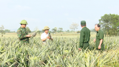  Hiệu quả từ m&ocirc; h&igrave;nh trồng dứa h&agrave;ng h&oacute;a ở Tam Điệp  