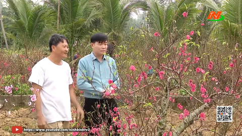 L&agrave;ng đ&agrave;o Gia L&acirc;m đ&oacute;n vụ hoa Tết bội thu