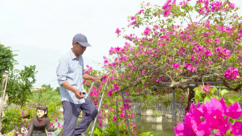 Dịch chuyển tư duy sản xuất từ c&acirc;y hoa giấy
