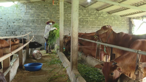 Y&ecirc;n Nh&acirc;n đẩy mạnh ph&aacute;t triển kinh tế trang trại, gia trại