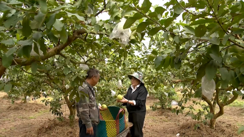 Hiệu quả từ chuyển đổi ruộng trũng
