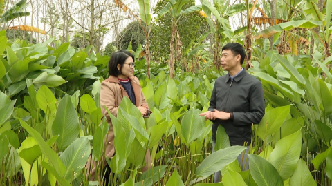 Về l&agrave;ng trồng c&acirc;y l&aacute; dong