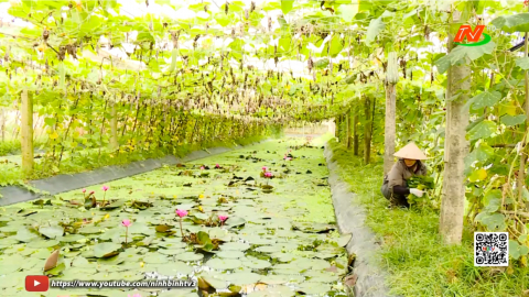 V&ograve;ng tuần ho&agrave;n xanh tr&ecirc;n đất Đại Ho&agrave;ng