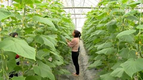 N&acirc;ng cao hiệu quả hoạt động của c&aacute;c hợp t&aacute;c x&atilde; kiểu mới