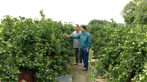 N&ocirc;ng d&acirc;n Vị Kh&ecirc; chuẩn bị quất Tết