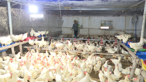 Chăn nu&ocirc;i an to&agrave;n sinh học g&oacute;p phần hạn chế dịch bệnh