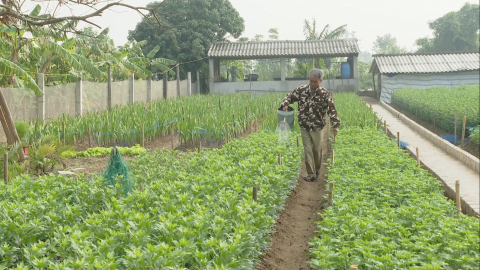 Thu nhập cao từ m&ocirc; h&igrave;nh trồng hoa rải vụ 
