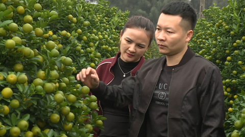 Nh&agrave; vườn nhộn nhịp chuẩn bị c&acirc;y cảnh phục vụ thị trường Tết Nguy&ecirc;n Đ&aacute;n
