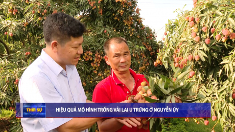 Hiệu quả m&ocirc; h&igrave;nh trồng vải lai u trứng ở Nguyễn &Uacute;y