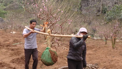 Nơi m&ugrave;a xu&acirc;n đến sớm