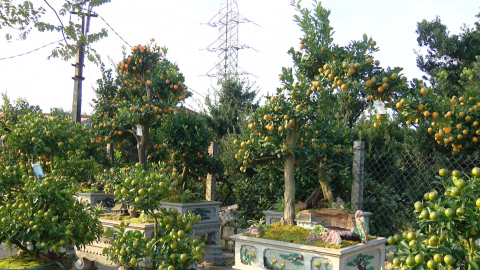 L&agrave;ng hoa Ninh B&igrave;nh v&agrave;o vụ Tết