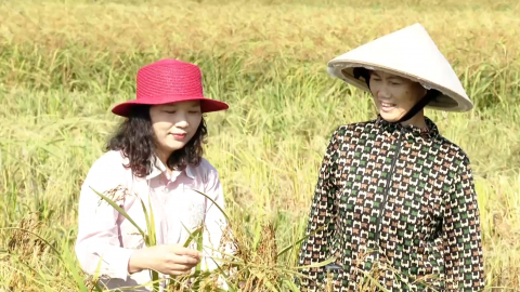 Sản xuất l&uacute;a chất lượng cao gắn với ti&ecirc;u thụ sản phẩm ở Kim Sơn