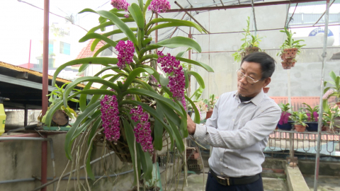 Chuyện về những người đam m&ecirc; hoa lan