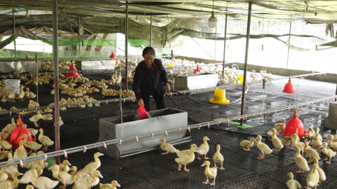 Những m&ocirc; h&igrave;nh kinh tế ti&ecirc;u biểu của phụ nữ phường Nguyễn &Uacute;y