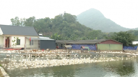 Kỹ thuật t&aacute;i đ&agrave;n gia s&uacute;c, gia cầm