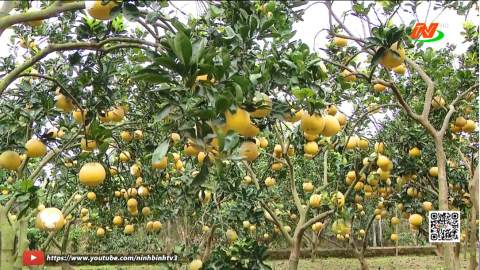 V&ugrave;ng trồng bưởi Duy T&acirc;n những ng&agrave;y gi&aacute;p Tết