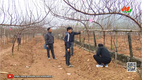 L&agrave;ng nghề trồng đ&agrave;o phai Đ&ocirc;ng Sơn v&agrave;o xu&acirc;n