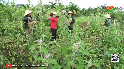 Ph&aacute;t triển kinh tế tập thể Ninh B&igrave;nh to&agrave;n diện, bền vững