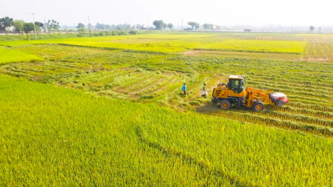 N&ocirc;ng d&acirc;n Quỳnh Lưu thi đua sản xuất