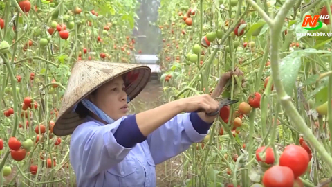 Kinh tế tập thể g&oacute;p phần giảm ngh&egrave;o bền vững