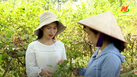 Bảo tồn gen v&agrave; ph&aacute;t triển c&acirc;y dược liệu tại Ninh B&igrave;nh