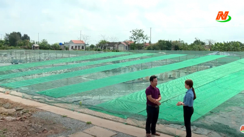 Hiệu quả kinh tế từ giải ph&aacute;p khoa học nu&ocirc;i t&ocirc;m 3 vụ