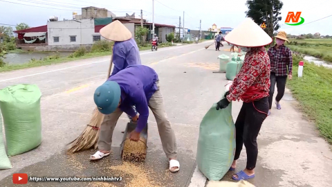 Kim Sơn đẩy nhanh thu hoạch l&uacute;a Đ&ocirc;ng Xu&acirc;n sau b&atilde;o số 2
