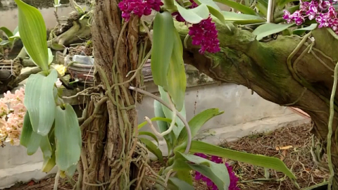 L&agrave;m gi&agrave;u từ nghề trồng hoa Phong Lan