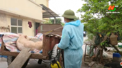 Đẩy nhanh việc t&aacute;i đ&agrave;n lợn theo hướng an to&agrave;n hiệu quả
