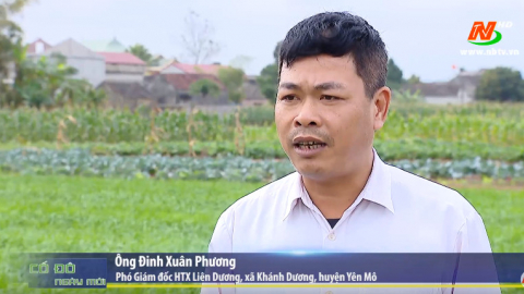 Sản xuất n&ocirc;ng nghiệp theo hướng h&agrave;ng h&oacute;a tạo sản phẩm an to&agrave;n v&agrave; mang lại gi&aacute; trị kinh tế cao