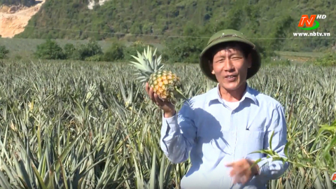 Khai th&aacute;c gi&aacute; trị chỉ dẫn địa l&yacute; dứa Đồng Giao