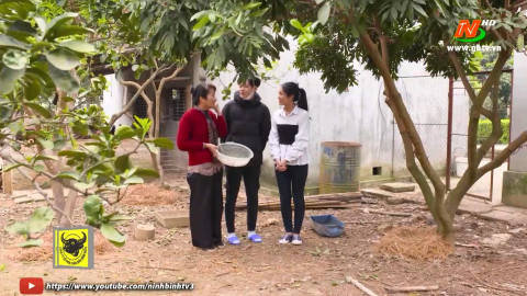 Tuyệt chi&ecirc;u nh&agrave; n&ocirc;ng: C&aacute;ch l&agrave;m gi&agrave;n đậu cho g&agrave; ta - Trồng trọt theo ti&ecirc;u ch&iacute; 3 kh&ocirc;ng