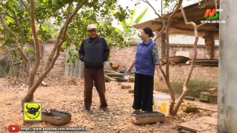 Tuyệt chi&ecirc;u nh&agrave; n&ocirc;ng: Chăm nu&ocirc;i g&agrave; thả vườn tiết kiệm chi ph&iacute; - M&ocirc; h&igrave;nh nu&ocirc;i vịt trời hiệu quả kinh tế cao