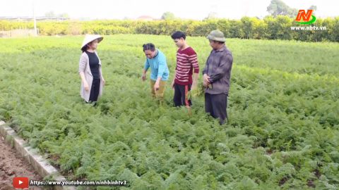 Tuyệt chi&ecirc;u nh&agrave; n&ocirc;ng_Tập 7: Kỹ thuật tỉa c&agrave; rốt. C&aacute;ch ph&acirc;n biệt thịt lợn sạch.