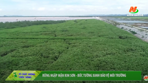 V&igrave; chất lượng cuộc sống:Rừng ngập mặn Kim Sơn - Bức tường xanh bảo vệ m&ocirc;i trường