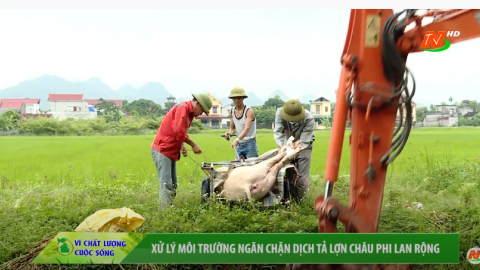 Xử l&yacute; m&ocirc;i trường ngăn chặn dịch tả lợn ch&acirc;u Phi lan rộng