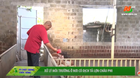 V&igrave; chất lượng cuộc sống: Xử l&yacute; m&ocirc;i trường ở nơi c&oacute; dịch tả lợn Ch&acirc;u Phi